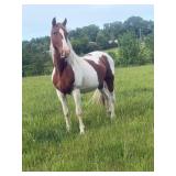 18 Year Old Sorrel Tobiano Mare
