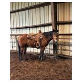 Billy - 20 YO Bay Rope Gelding