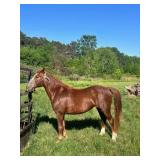 13 YO Sorrel Gaited Pony Mare