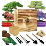 $36 Bonsai Tree Starter Kit for Beginners - Indoor