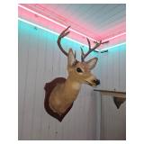Taxidermy Eight Point Deer Shoulder Mount