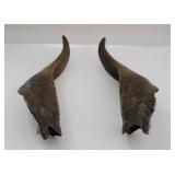Vintage Taxidermy Horns