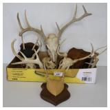Whitetail Deer Antlers