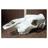 Cow Skull