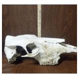 Cow Skull