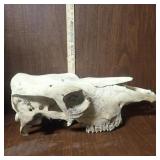 Cow Skull