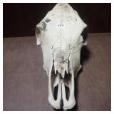 Cow Skull