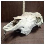 Cow Skull