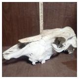 Cow Skull