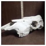 Cow Skull