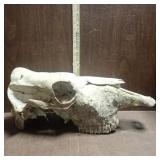 Cow Skull