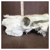 Cow Skull
