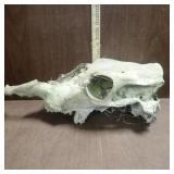 Cow Skull