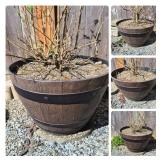 Four Resin Barrel‑Look Outdoor Planters with Butterfly Bushes
