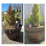 Half‑Barrel Style Wood‑Grain Resin Outdoor Pots (Pair) with Shrubs