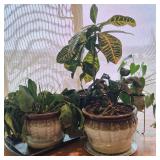 Potted Houseplants - Earthtone Ceramic Planters & Small Brass Planter