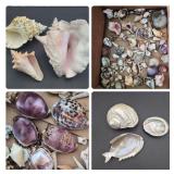 Decorative Seashell & Mother-of-Pearl Mix