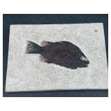 Fossil Fish Green River Formation Fossil Lake...