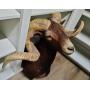 Coins, Knives & Sportsmans Online Only Auction
