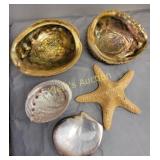 collection of iridescent  sea shells, abalone +
