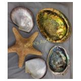 collection of abalone seashells ++ lot of 5