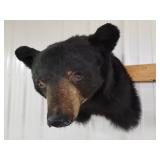 Bear head mount