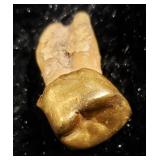 #680 Golden Crown on Tooth