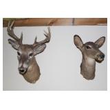 buck and doe mounts