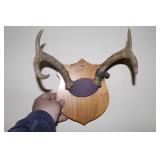 antler mount w/ vintage tag