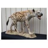 #909 African Spotted Hyena Life Size Full Body Mount #909 African Spotted Hyena Life Size Full Body Mount