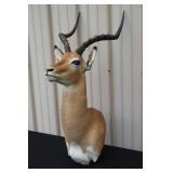 #912 African Springbok Taxidermy Mount