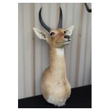 #914 African Reedbuck Mount #914 African Reedbuck Mount