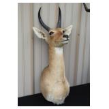 #914 African Reedbuck Mount