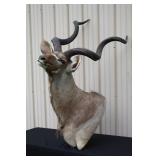 #910 African Greater Kudu Taxidermy Mount #910 African Greater Kudu Taxidermy Mount