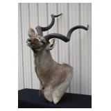 #910 African Greater Kudu Taxidermy Mount