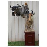 #907 Excellent African Red Hartebeest & Nyasa Wildebeest Taxidermy Mounted on Tree Stand