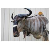 #907 Close up of Nyasa Wildebeest #907 Close up of Nyasa Wildebeest