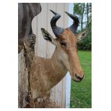 #907 Red Hartebeest Mount #907 Red Hartebeest Mount