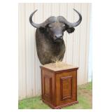 #908 Great African Cape Buffalo Base Mounted w/ Grass and Stand