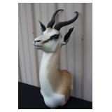 #911 African Springbok Taxidermy Mount #911 African Springbok Taxidermy Mount