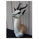 #911 African Springbok Taxidermy Mount