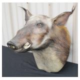 #915 African Bushpig Taxidermy Shoulder Mount #915 African Bushpig Taxidermy Shoulder Mount