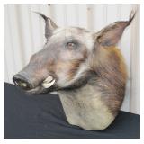 #915 African Bushpig Taxidermy Shoulder Mount