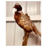 Taxidermy Pheasant