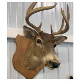 Taxidermy Buck Head