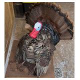 Large Taxidermy Male Turkey Large Taxidermy Male Turkey