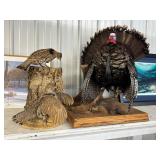 Taxidermy incl. Grouse, Turkey, etc. Taxidermy incl. Grouse, Turkey, etc.