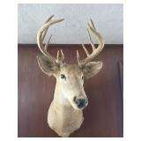 Whitetail Deer Buck Mount #1
