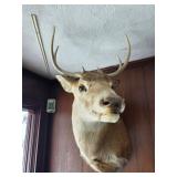 Whitetail Deer Buck Mount #2