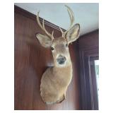 Whitetail Deer Buck Mount #3
